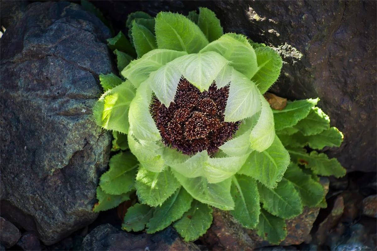 在西藏的旅途上，看见路边盛开的“大白菜”千万不要摘，5年才开花实属不容易