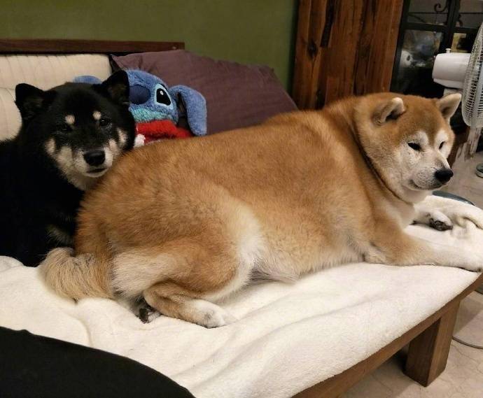 史上最胖柴犬，一臉鄙視看著人們說道：愚蠢的人類你們都沒我胖 萌趣萌寵 第3张