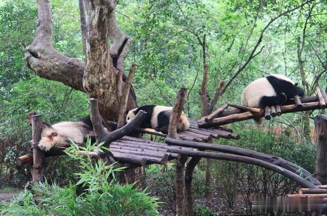 与国宝大熊猫的完美邂逅，国家5A级景区：成都大熊猫繁育基地！