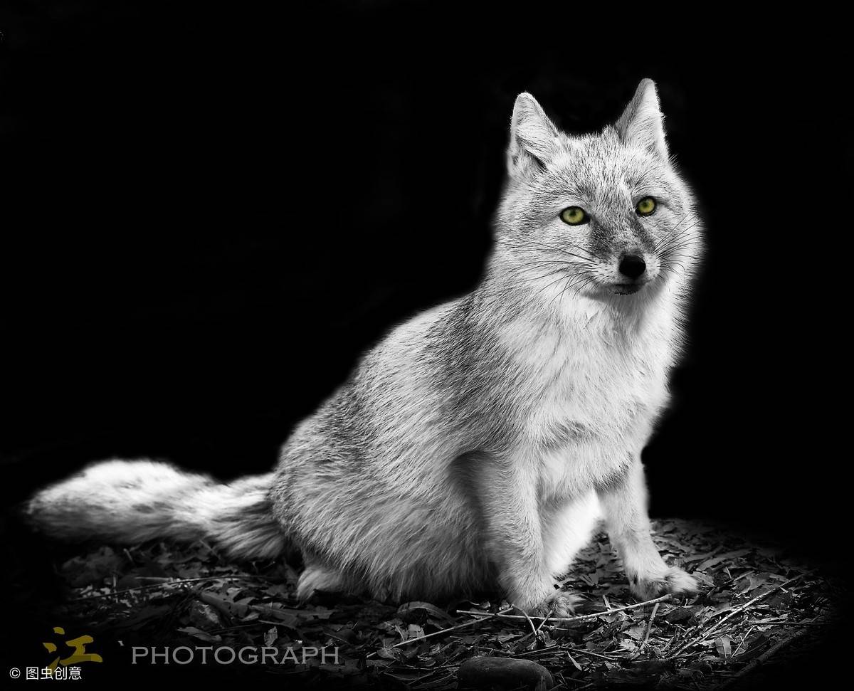 白狐施法者先是在一个封闭的环境内,然后施法请狐仙上身,这个过程中不