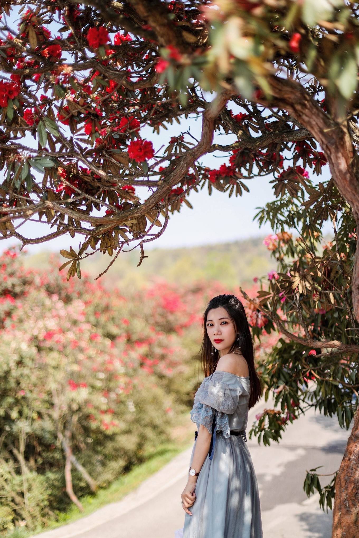 贵州毕节的杜鹃花开得漫山遍野百里杜鹃一片花海是在太惊艳
