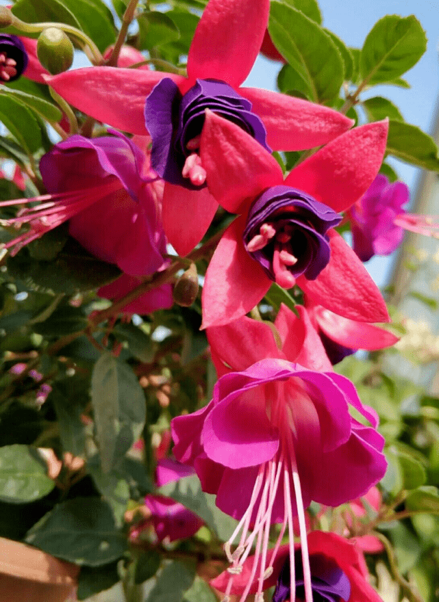 倒挂金钟这种植物是比较怕热的,现在这个温度是花期,但如果要是到了