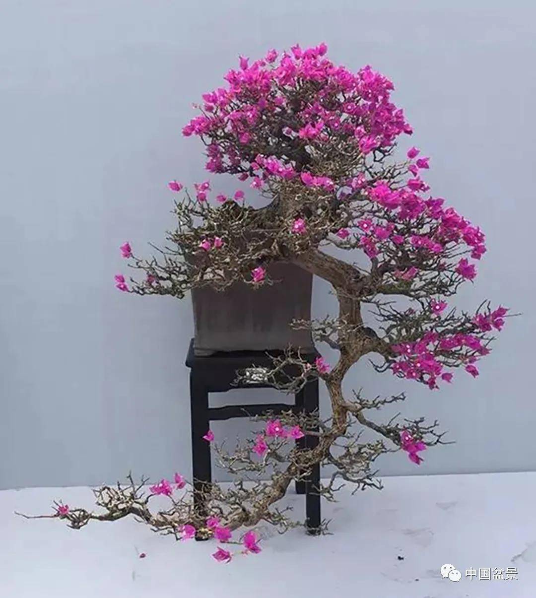 盆景各式各样,叫法各有不同!_榆树