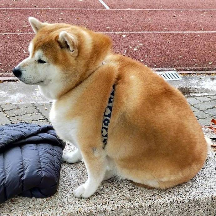 史上最胖柴犬，一臉鄙視看著人們說道：愚蠢的人類你們都沒我胖 萌趣萌寵 第2张
