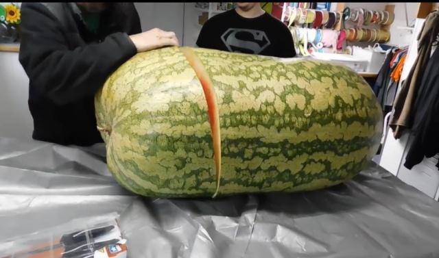 世界上最贵的西瓜 外表黑不溜秋 一颗的价格将近4万人民币 日本
