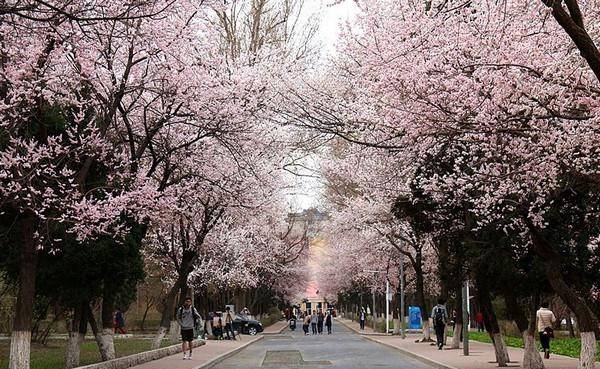 樱花盛开的季节，不用去日本，国内三处赏樱胜地就在我们身旁