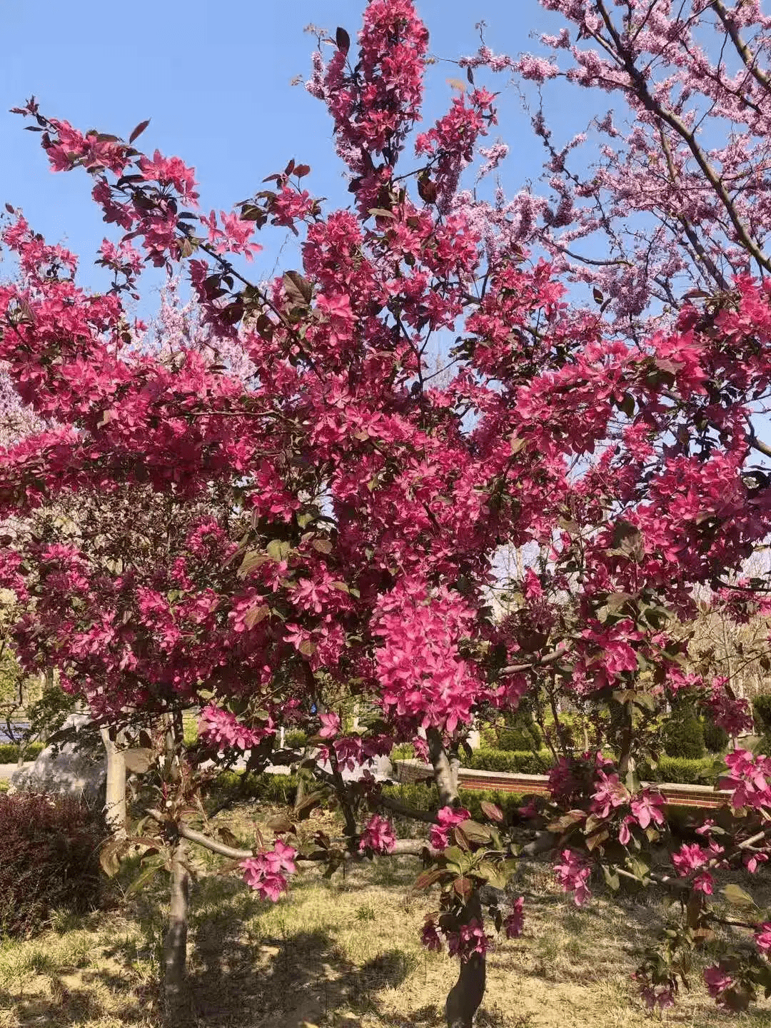 平度九中相宇昨日不曾在今朝花已开