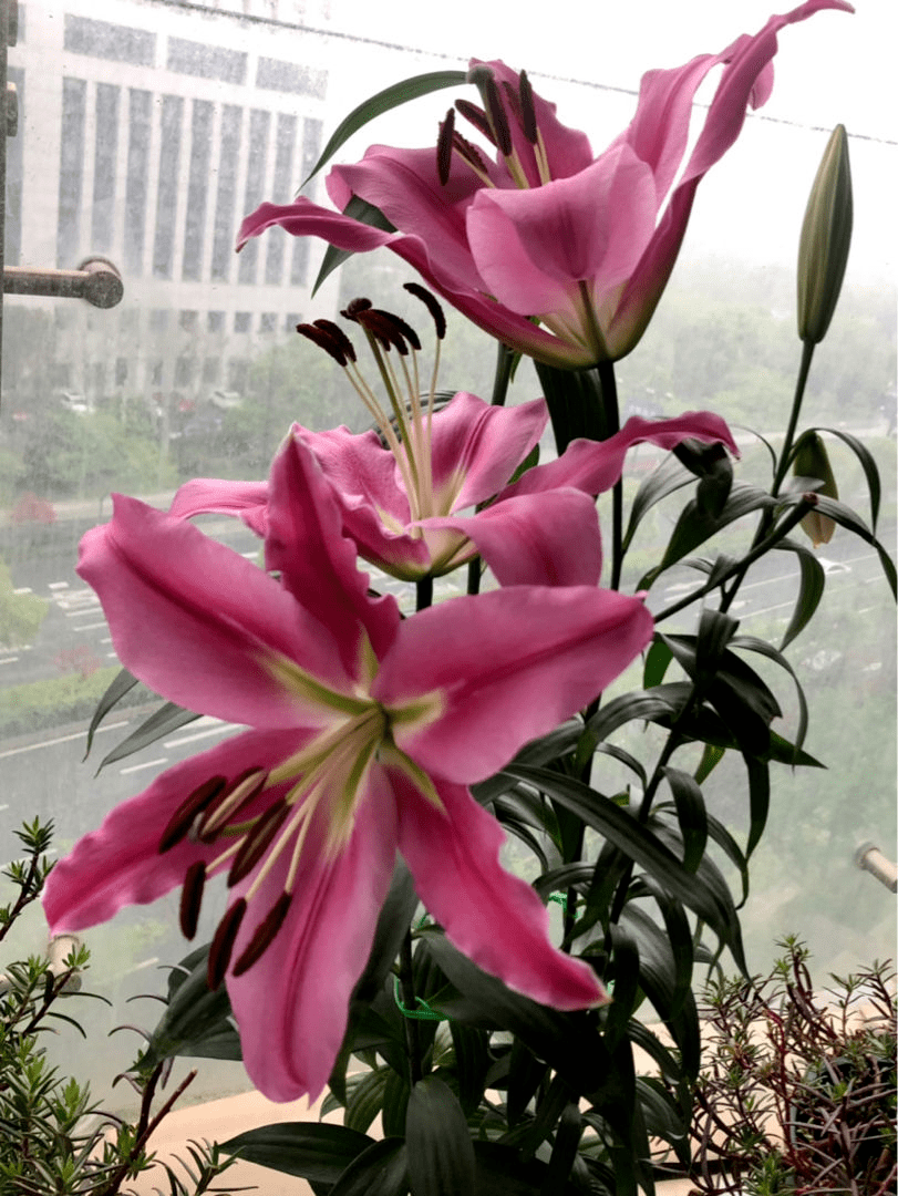 买几个种球 现在种土里 俩月后就变小花园 花友