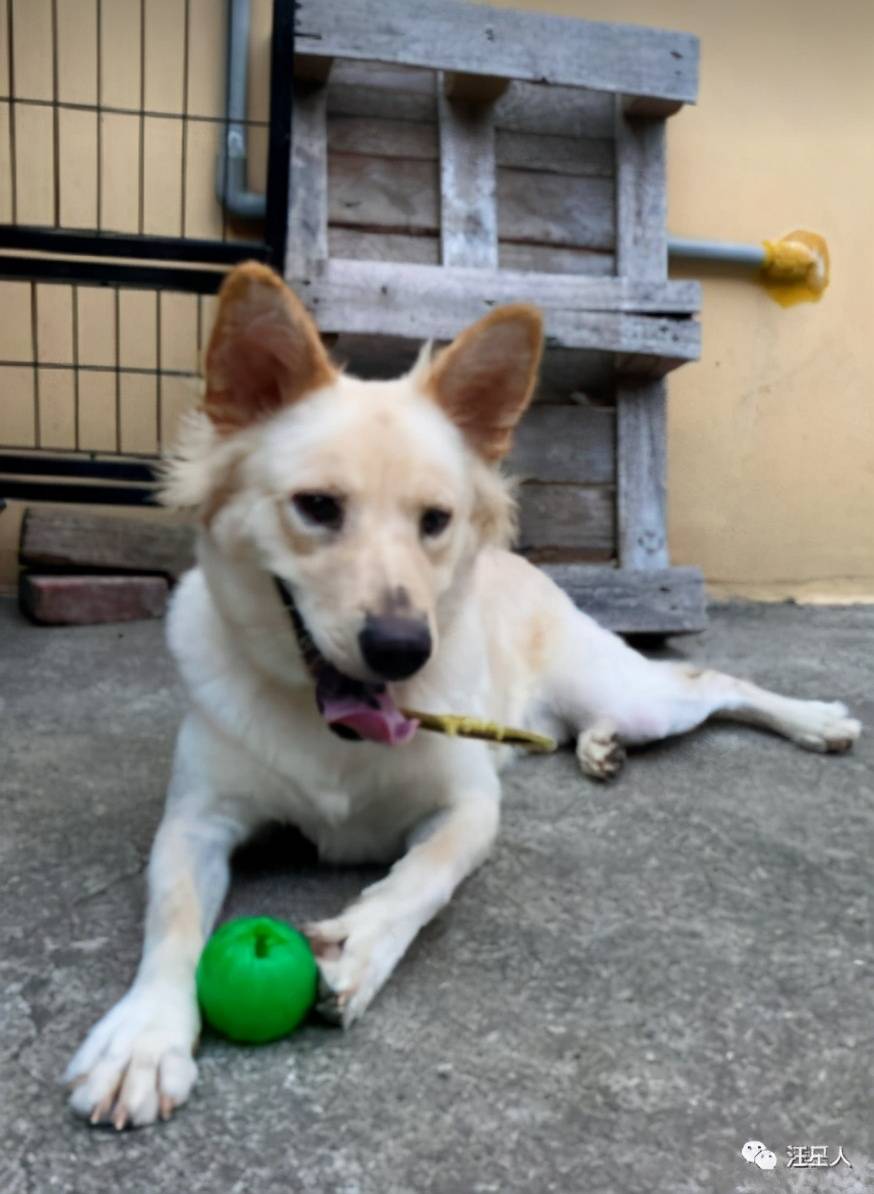 狗狗怎么训练叼东西回来 77e9fa653c97497f93b947eedd350397.jpeg