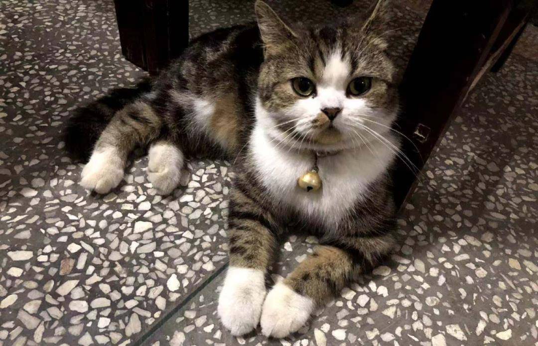 免费送猫的具体位置 79b5ca71c13145bf929a7e6a03844c01.jpeg