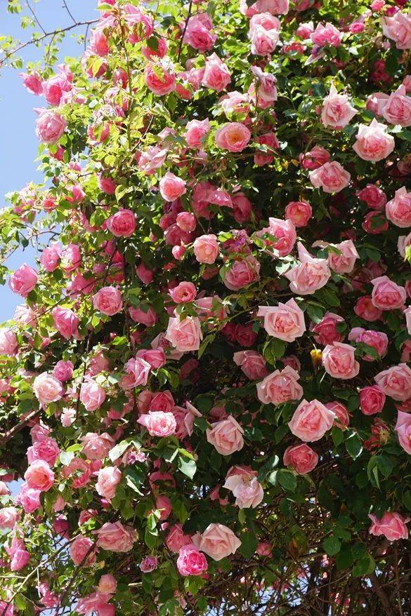 杜牧 《蔷薇花》石家锦帐依然在?闲倚狂风夜不收.