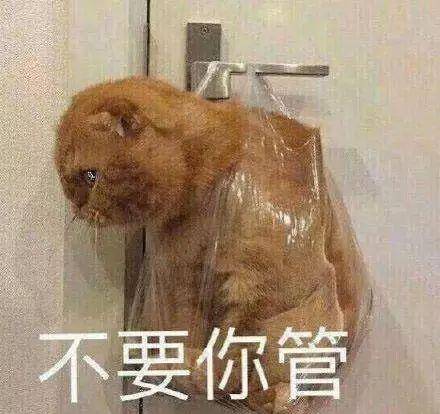 d0cb8173f32c4181ade3f3f840adcf8e.jpeg