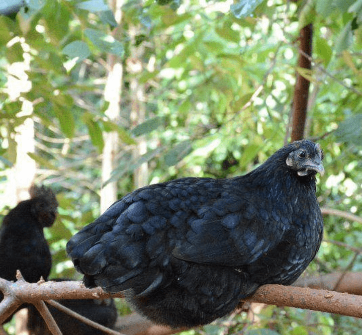 你知道广西出名的鸡品种都有哪些吗广西种养殖平台告诉你