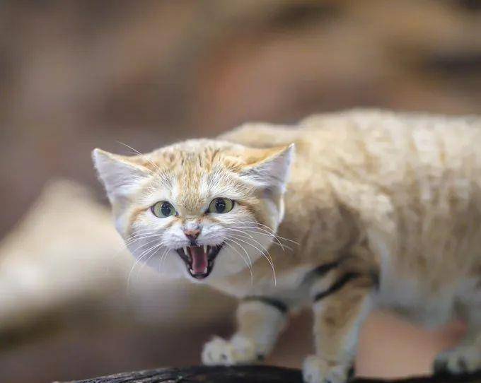 什么宠物猫可爱好养 1ecb57bc2bfd450fa8c06c3e0129960e.jpeg