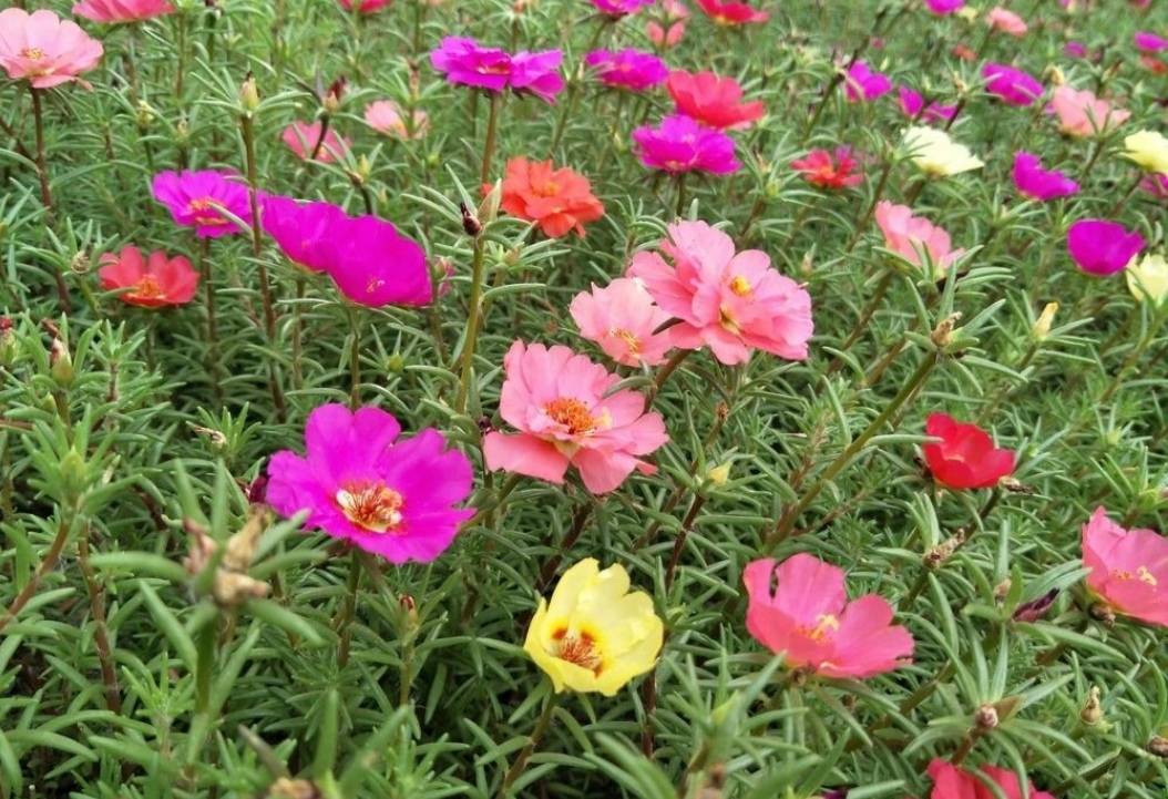 农村常见的8种花虽然普通开花都很美