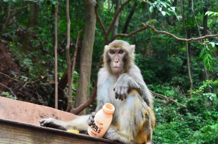 贵州有座大山，猴子非常猖狂，经常抢劫游客的食物和背包