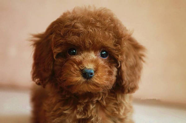 成年泰迪的智商相当于36岁的小孩子在狗狗里面排第二