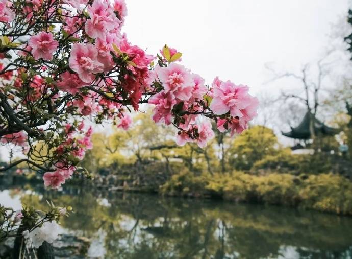 第二十一届昆山市琼花艺术节即将启幕