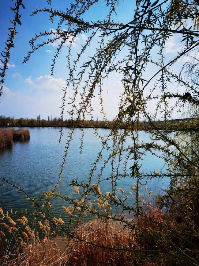 图 组：春光明媚的伊犁河风景区
