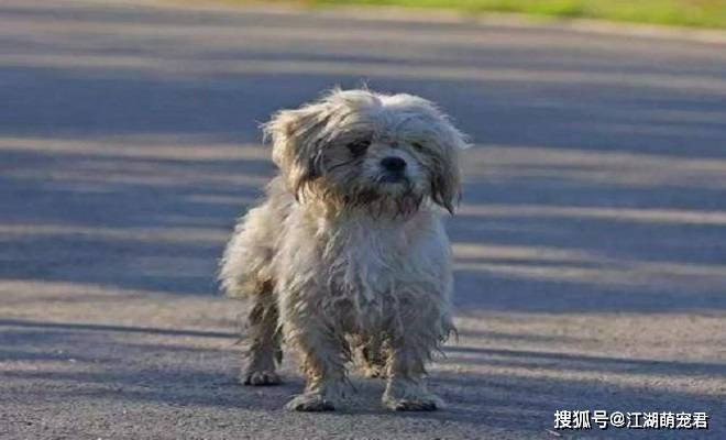 西藏怎么那么多流浪狗 8ab279687a744f06bf58beeca5fdca05.jpeg