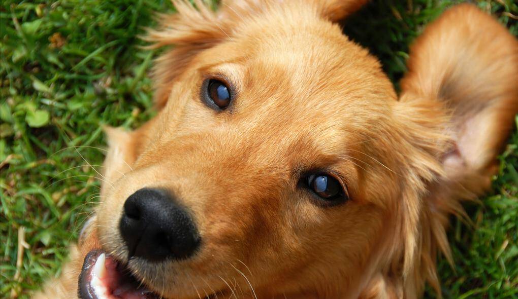 如何给狗狗做个温暖小窝 ed93d3b3227e4a86839d117c93c42be5.jpeg