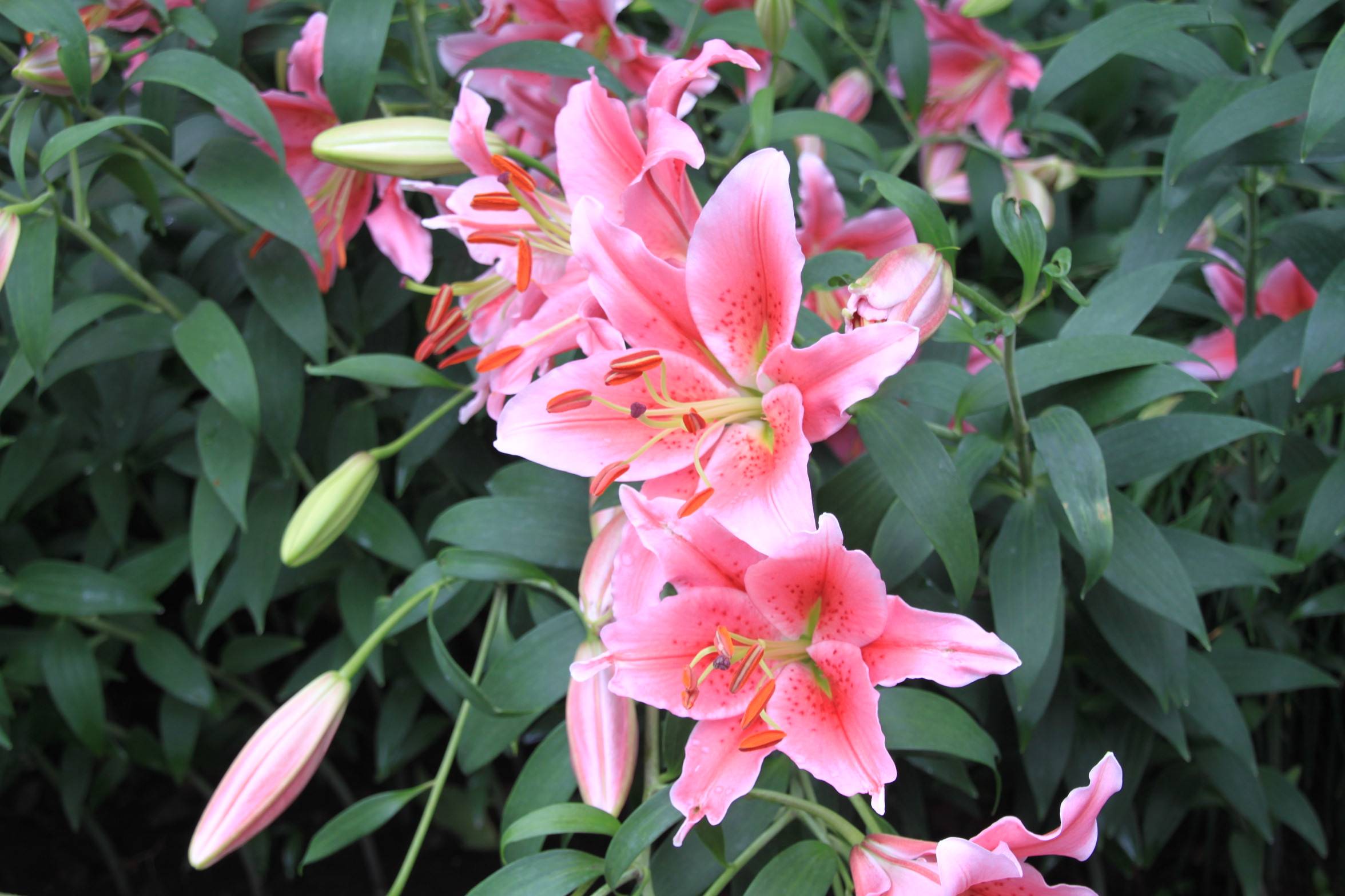 原创心理测试:哪一朵花最芳香?测你未来会忙碌还是享清福!