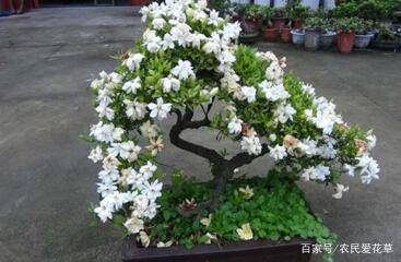 12befd3b58a740f89f1f06203a524252.jpeg