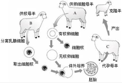 克隆羊过程图片
