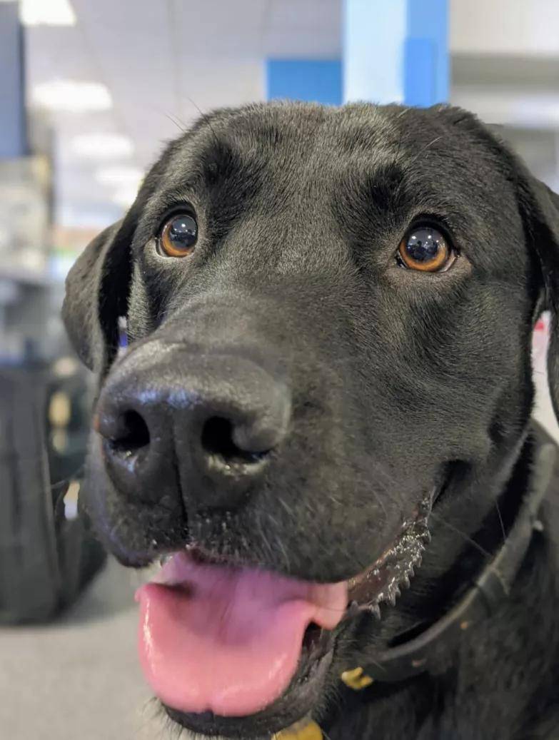 英国一只黑色的拉布拉多红了