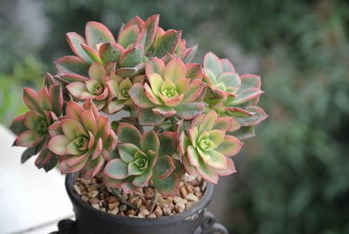 多肉种植技巧大全 92122d7557f2498bba2dc7499e6ea725.jpeg