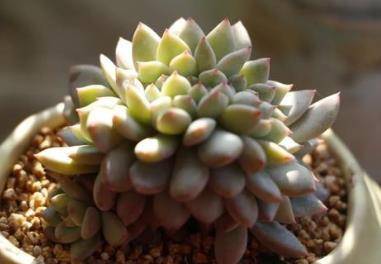 多肉怎么上盆新手 9233d6df98d142868b73cdda5aa70a64.jpeg