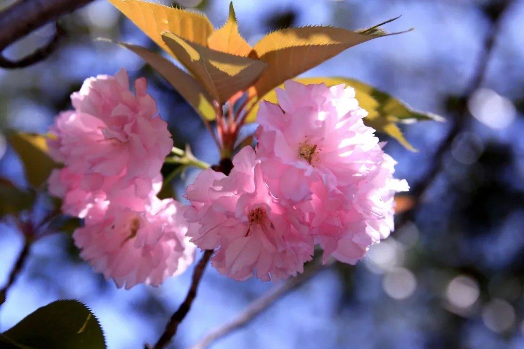 今年樱花季的最后一场花开：晚樱，你看了吗？