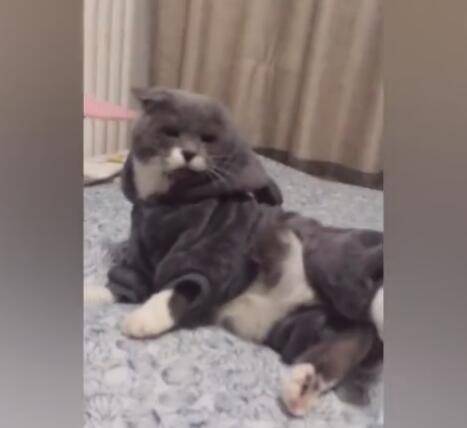 貓咪被主人「抽臉」，做姿勢配合，看著都感到臉痛！ 萌趣萌寵 第3张