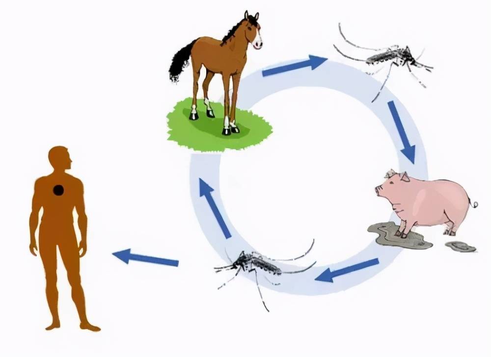 "猪乙脑"又称猪流行性乙型脑炎,是一种由日本乙型脑炎病毒急性感染,以