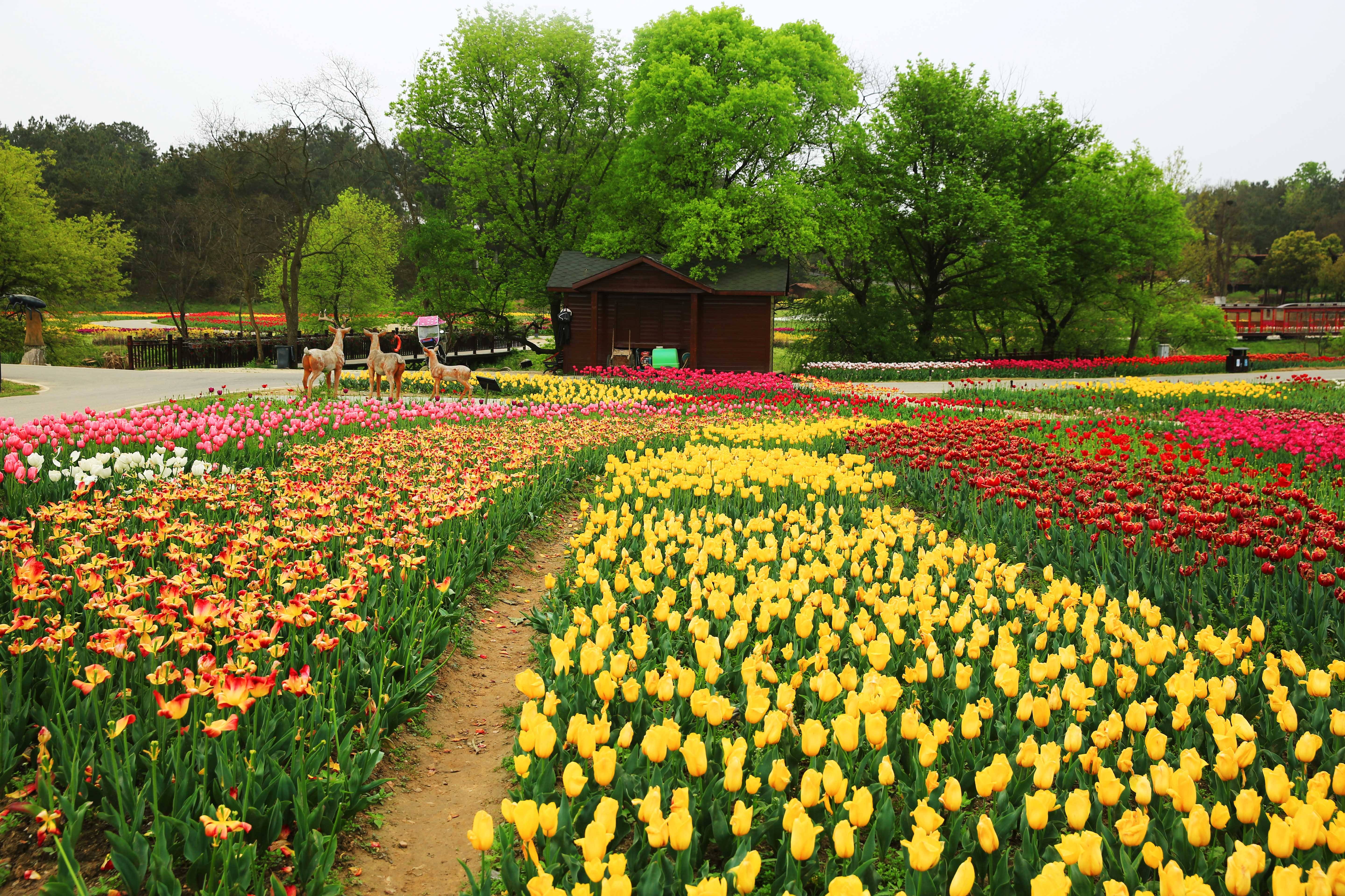 这里四季鲜花不断，不仅是武汉的后花园，还是最美的休闲乡村