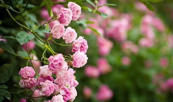 11种蔷薇花开 开的满架蔷薇一院香 玫瑰红色