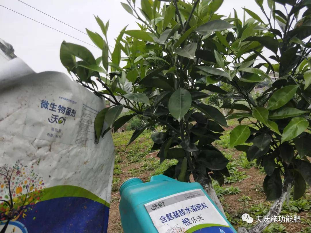 春季果树用什么肥料好?果农看了不吃亏