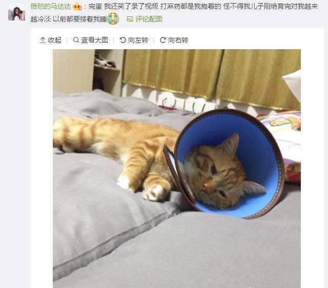 怎样才能让猫咪听得懂人类说的话 7754245db47342e99883189122e03d0b.jpeg