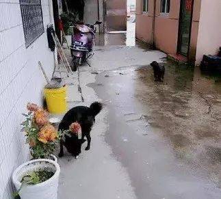 吃狗舔排骨会怎么样