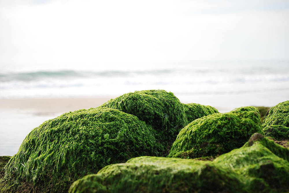 Deliciously Nutritious Sea Moss Smoothie Recipe for a Healthy Lifestyle