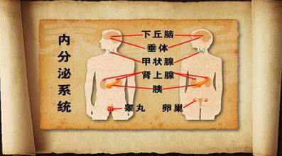 佰草通源见闻人体八大系统发病顺序