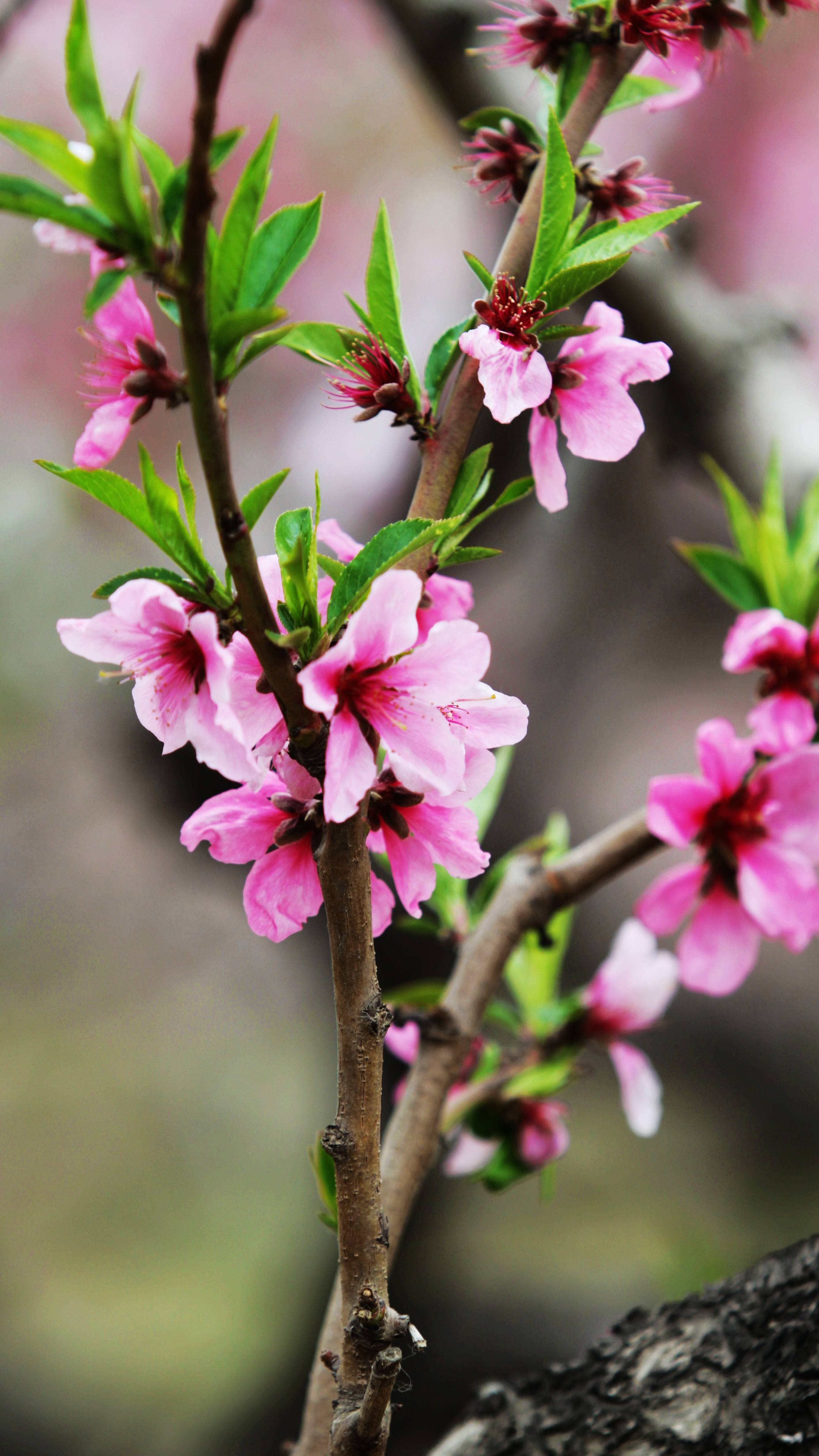 春天的桃花描写图片