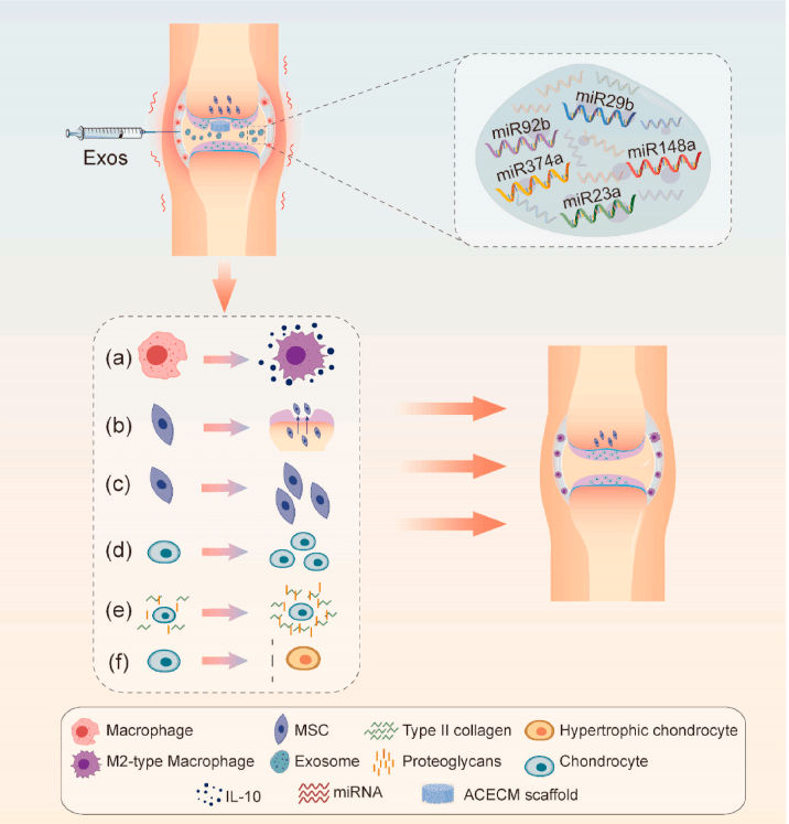 軟骨損傷修復新武器臍帶間充質幹細胞外泌體