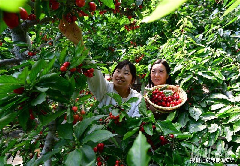 游客在河北省邯郸市鸡泽县小寨镇要东庄村利洁合作社樱桃基地的采摘