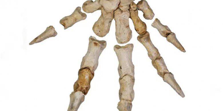 澳大利亚科学家发现在四万年前,灭绝的袋鼠有着不寻常的生活方式