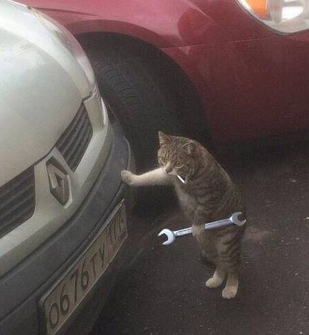 猫师傅这个车修好要多少钱?喵:至少得10条小鱼干啊!