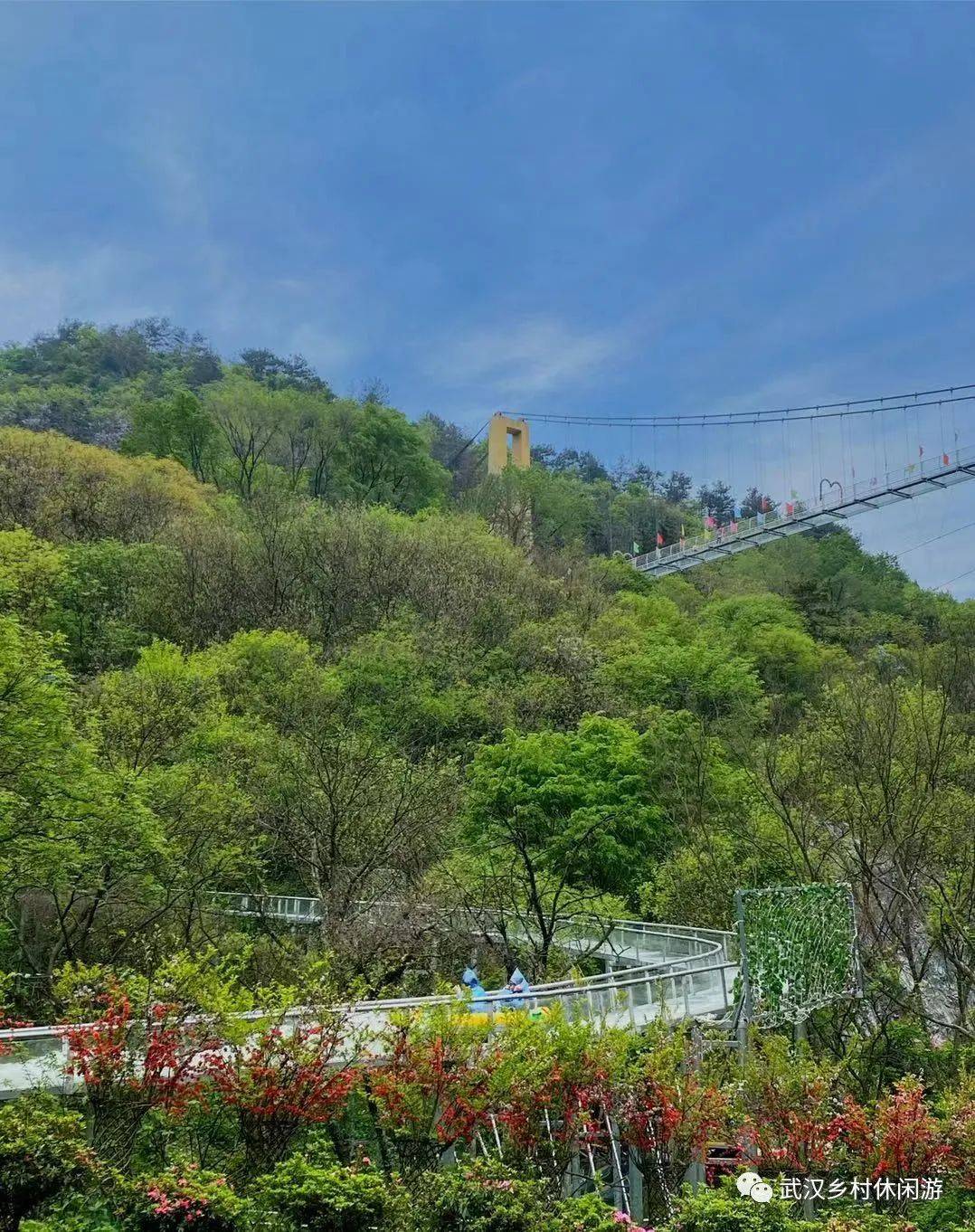杜鹃花错过等一年,收好这份云雾山游玩指南赶快冲鸭!_木兰