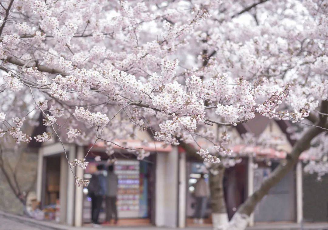 比日本更美的樱花，原来藏在青岛！