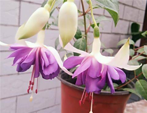 养倒挂金钟,学会1招,开花不断,满枝挂满"灯笼花"