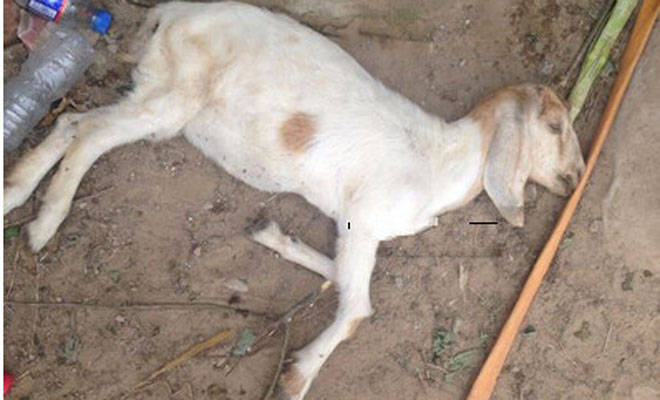 羊黑疫什么症状表现羊黑疫症状有哪些